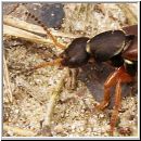 Staphylinus dimidiaticornis - Kurzfluegler 03 19mm.jpg